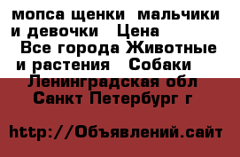 мопса щенки -мальчики и девочки › Цена ­ 25 000 - Все города Животные и растения » Собаки   . Ленинградская обл.,Санкт-Петербург г.